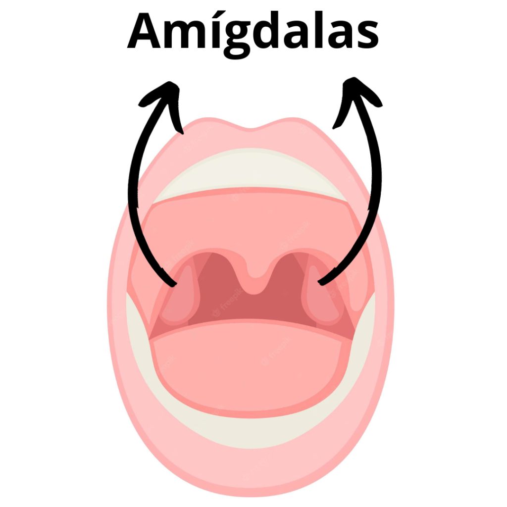 Amigdalas